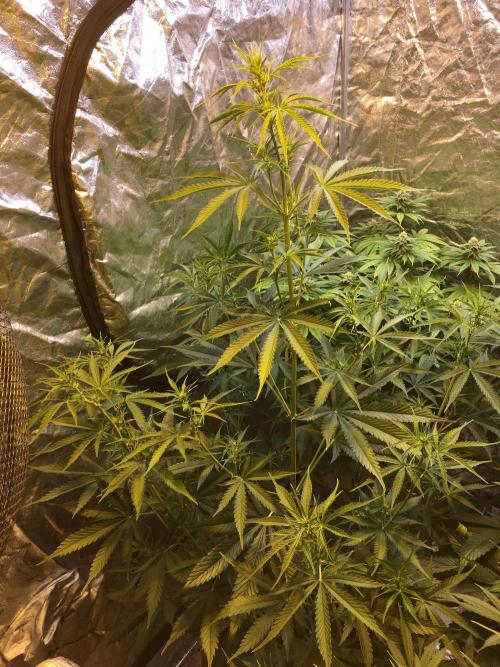 GorillaCookies StrawberryBanana AUTO. Week 6