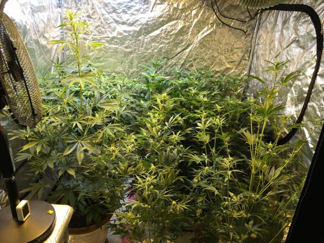 GorillaCookies StrawberryBanana AUTO. Week 6