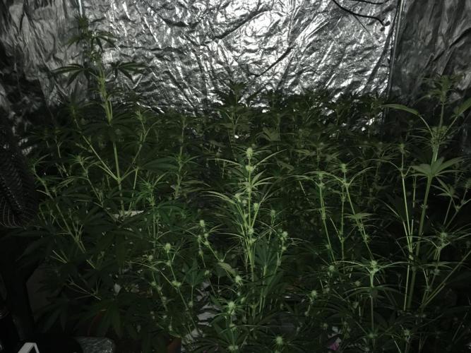 GorillaCookies StrawberryBanana AUTO. Week 6