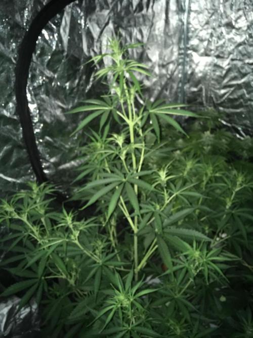 GorillaCookies StrawberryBanana AUTO. Week 6