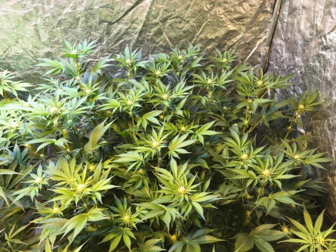 DWC Strawberry Chemdawg OG. Week 11