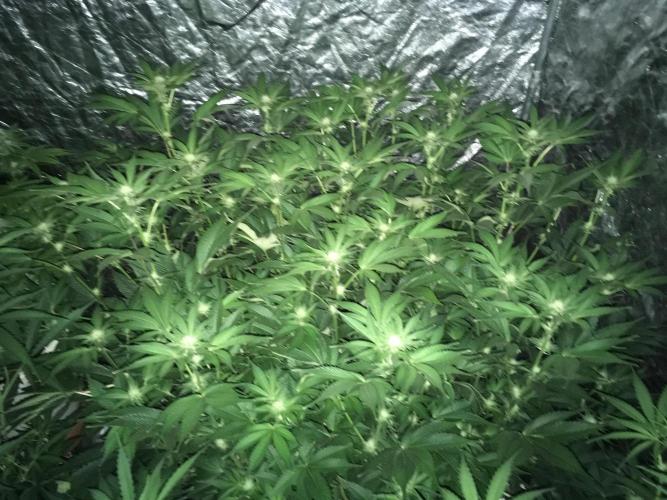 DWC Strawberry Chemdawg OG. Week 11