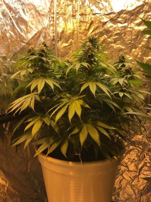DWC Strawberry Chemdawg OG. Week 12