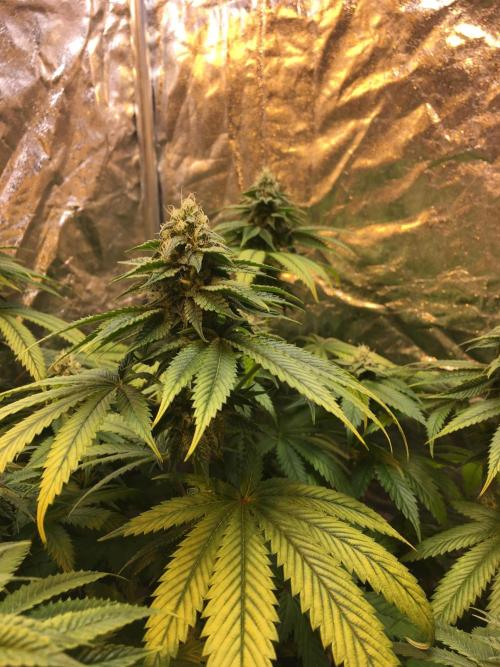 DWC Strawberry Chemdawg OG. Week 12