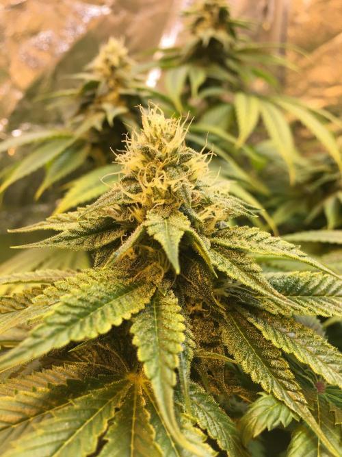 DWC Strawberry Chemdawg OG. Week 12