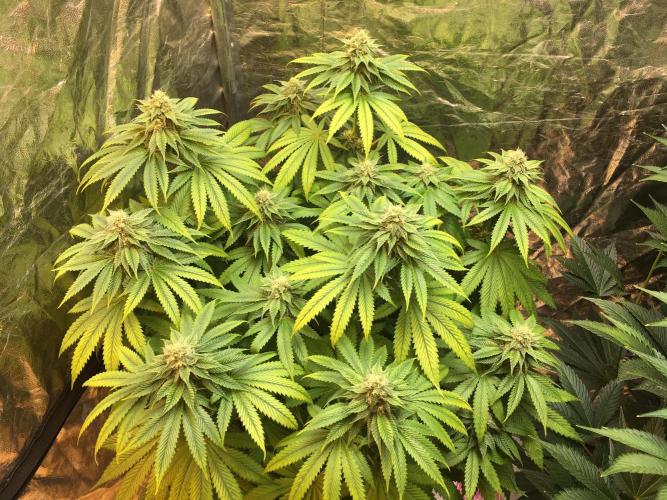 DWC Strawberry Chemdawg OG. Week 12