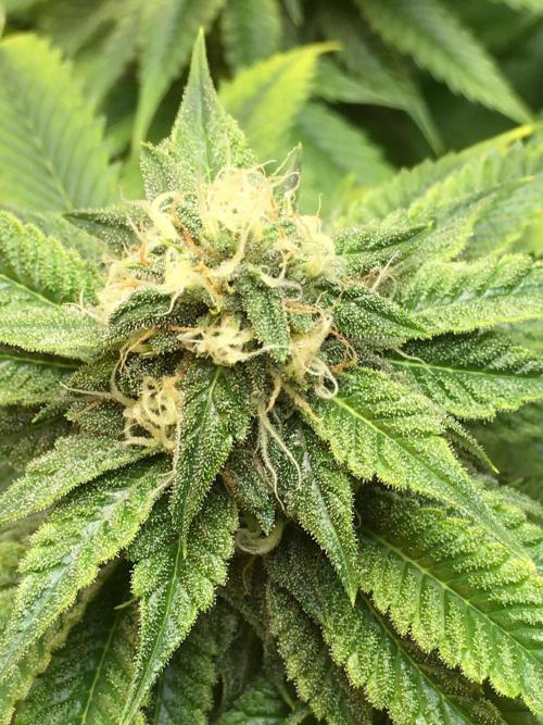 DWC Strawberry Chemdawg OG. Week 12