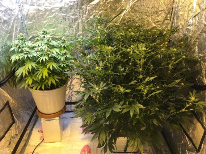 DWC Strawberry Chemdawg OG. Week 12