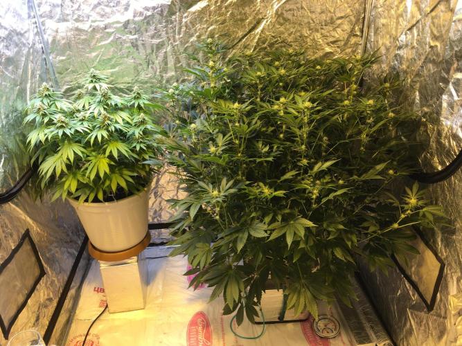 DWC Strawberry Chemdawg OG. Week 12