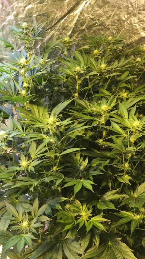 DWC Strawberry Chemdawg OG