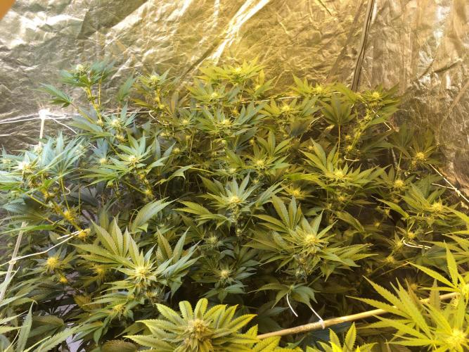 DWC Strawberry Chemdawg OG. Week 12