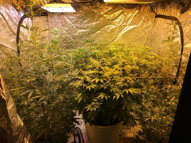 DWC Strawberry Chemdawg OG. Week 12