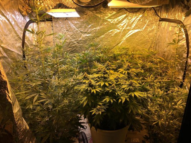 DWC Strawberry Chemdawg OG. Week 12