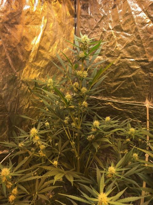 GorillaCookies StrawberryBanana AUTO. Week 6