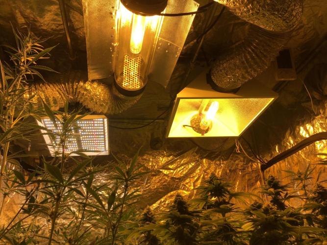 GorillaCookies StrawberryBanana AUTO. Week 6