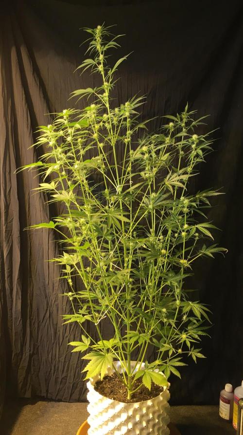 GorillaCookies StrawberryBanana AUTO. Week 7