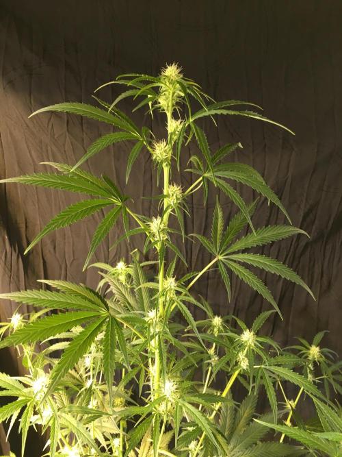 GorillaCookies StrawberryBanana AUTO. Week 7