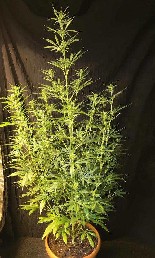 GorillaCookies StrawberryBanana AUTO. Week 7 - Gorilla Cookies