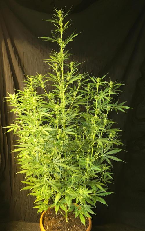 GorillaCookies StrawberryBanana AUTO. Week 7