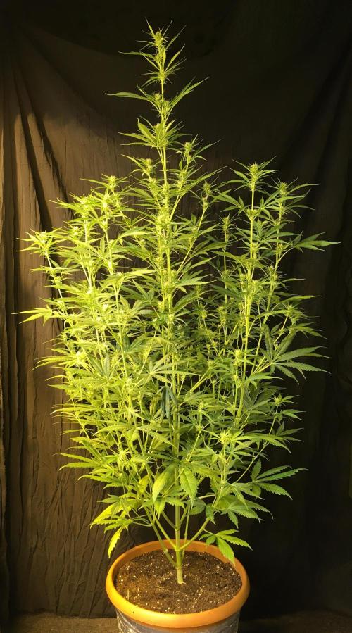 GorillaCookies StrawberryBanana AUTO. Week 7
