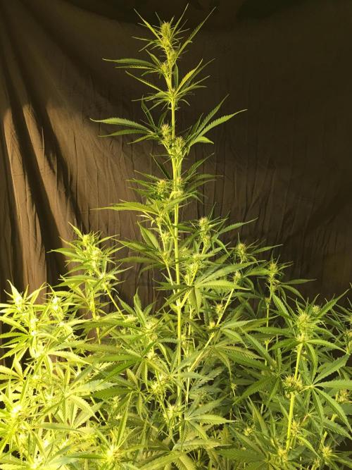GorillaCookies StrawberryBanana AUTO. Week 7