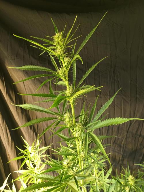 GorillaCookies StrawberryBanana AUTO. Week 7