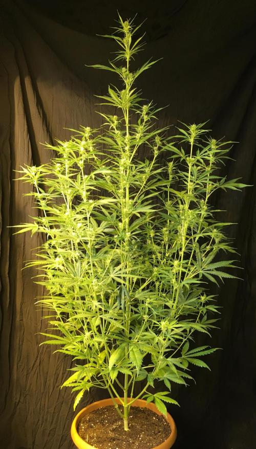 GorillaCookies StrawberryBanana AUTO. Week 7