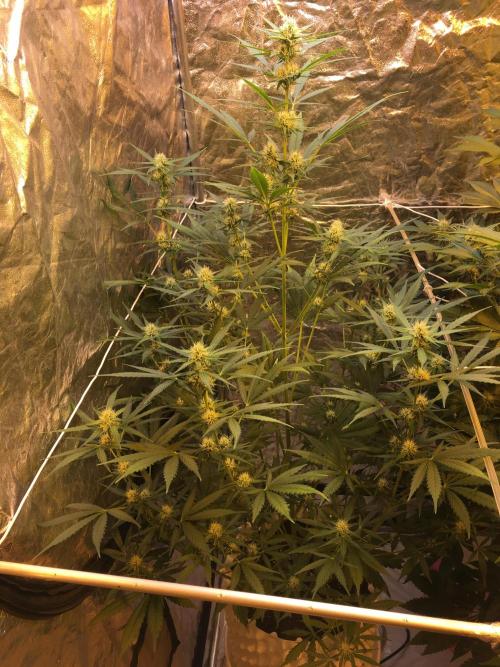 GorillaCookies StrawberryBanana AUTO. Week 7 - Strawberry Banana #2