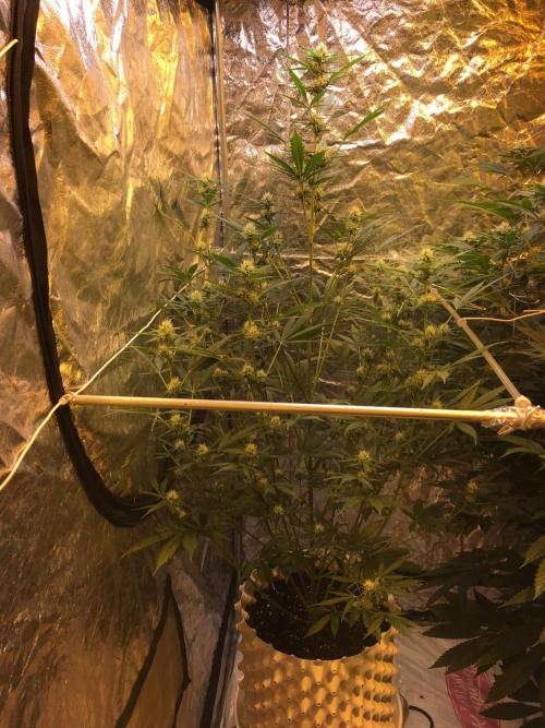 GorillaCookies StrawberryBanana AUTO. Week 7