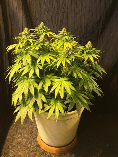 DWC Strawberry Chemdawg OG. Week 12