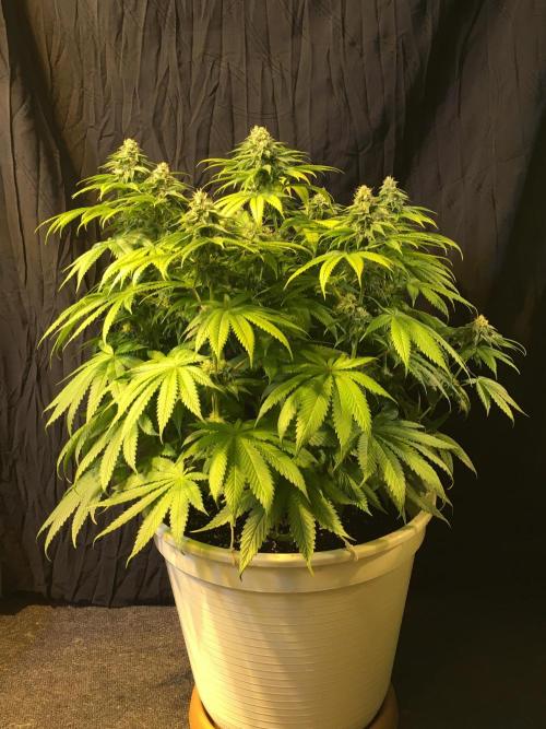DWC Strawberry Chemdawg OG. Week 12