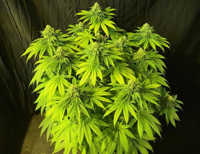 DWC Strawberry Chemdawg OG. Week 12