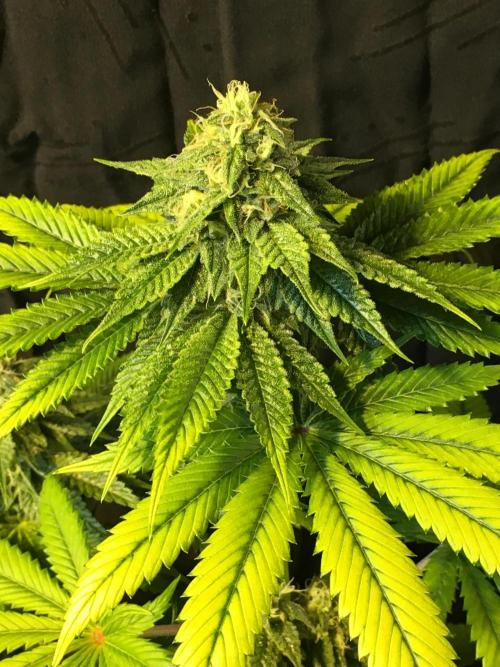 DWC Strawberry Chemdawg OG. Week 12