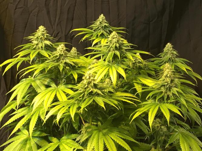 DWC Strawberry Chemdawg OG. Week 12