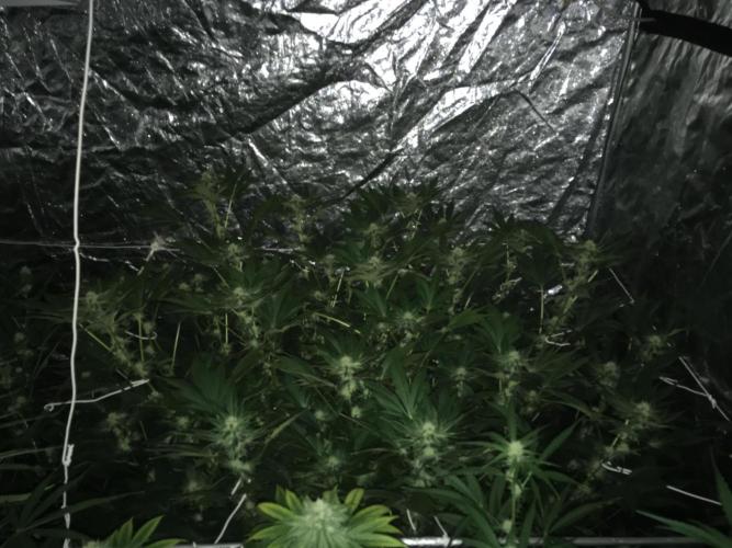 DWC Strawberry Chemdawg OG. Week 12