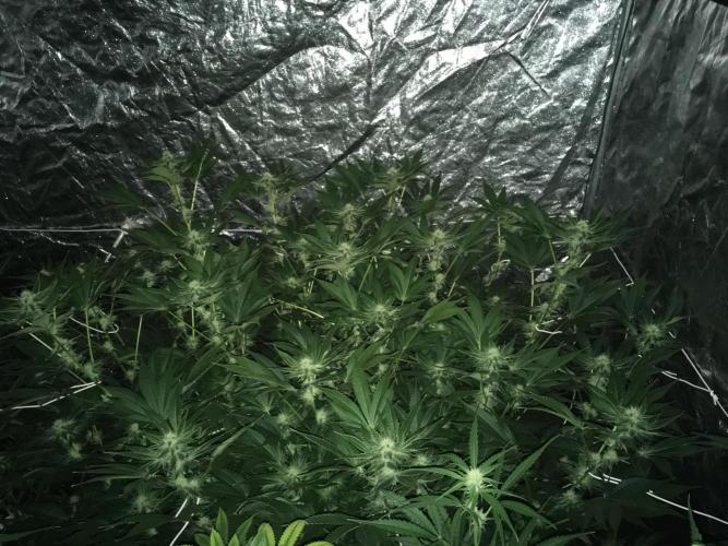 DWC Strawberry Chemdawg OG. Week 12
