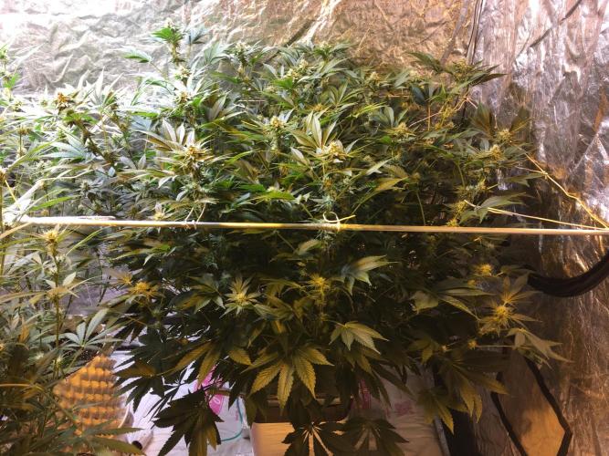 DWC Strawberry Chemdawg OG. Week 13