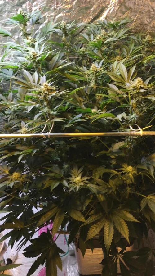 DWC Strawberry Chemdawg OG