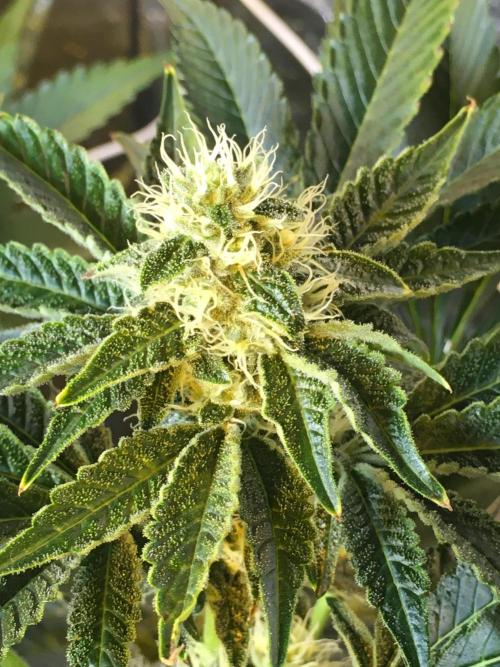 DWC Strawberry Chemdawg OG. Week 13