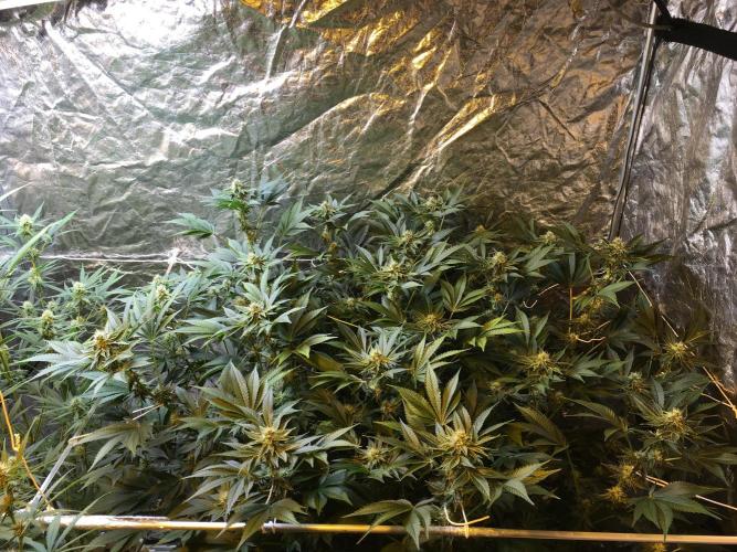 DWC Strawberry Chemdawg OG. Week 13