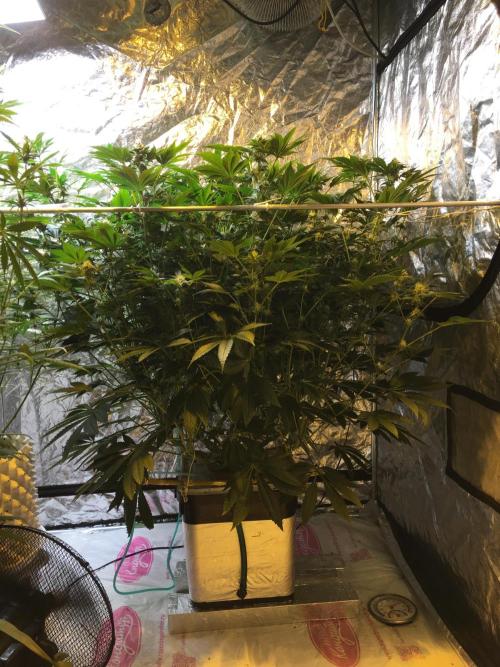 DWC Strawberry Chemdawg OG. Week 13