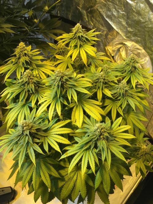 DWC Strawberry Chemdawg OG. Week 13