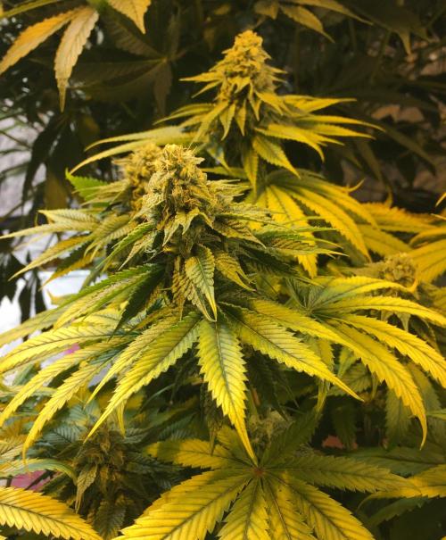 DWC Strawberry Chemdawg OG. Week 13