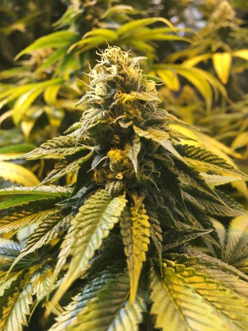 DWC Strawberry Chemdawg OG. Week 13