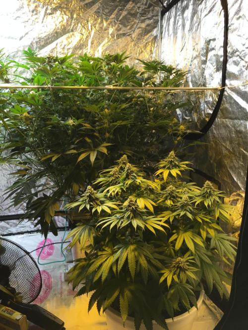 DWC Strawberry Chemdawg OG. Week 13