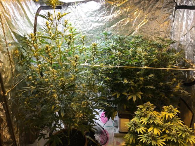 DWC Strawberry Chemdawg OG. Week 13
