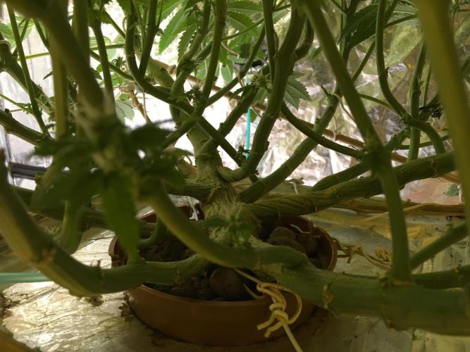 DWC Strawberry Chemdawg OG. Week 13