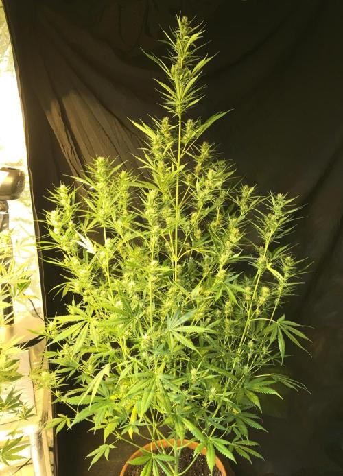 GorillaCookies StrawberryBanana AUTO. Week 8 - Gorilla Cookies