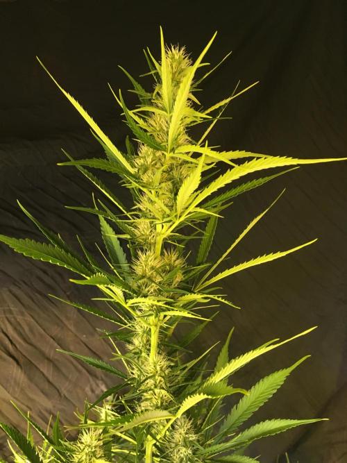 GorillaCookies StrawberryBanana AUTO. Week 8