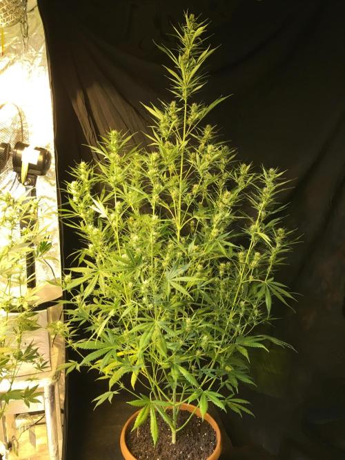 GorillaCookies StrawberryBanana AUTO. Week 8